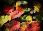 Autumn Vine - Erica Oram (Open)(BE).jpg